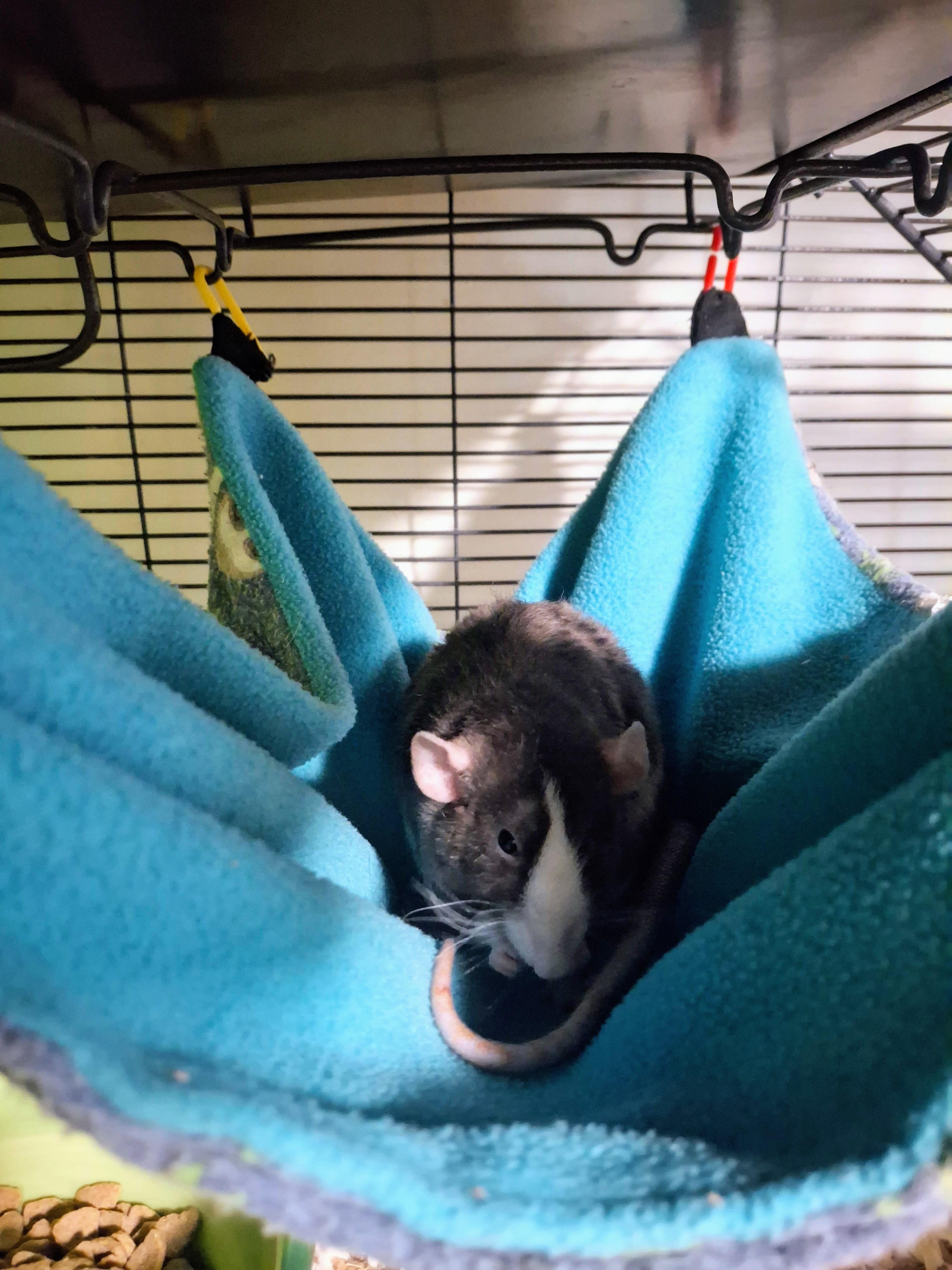 Enlarge Nimh, an adopted Rat in Omaha, NE image 4/5