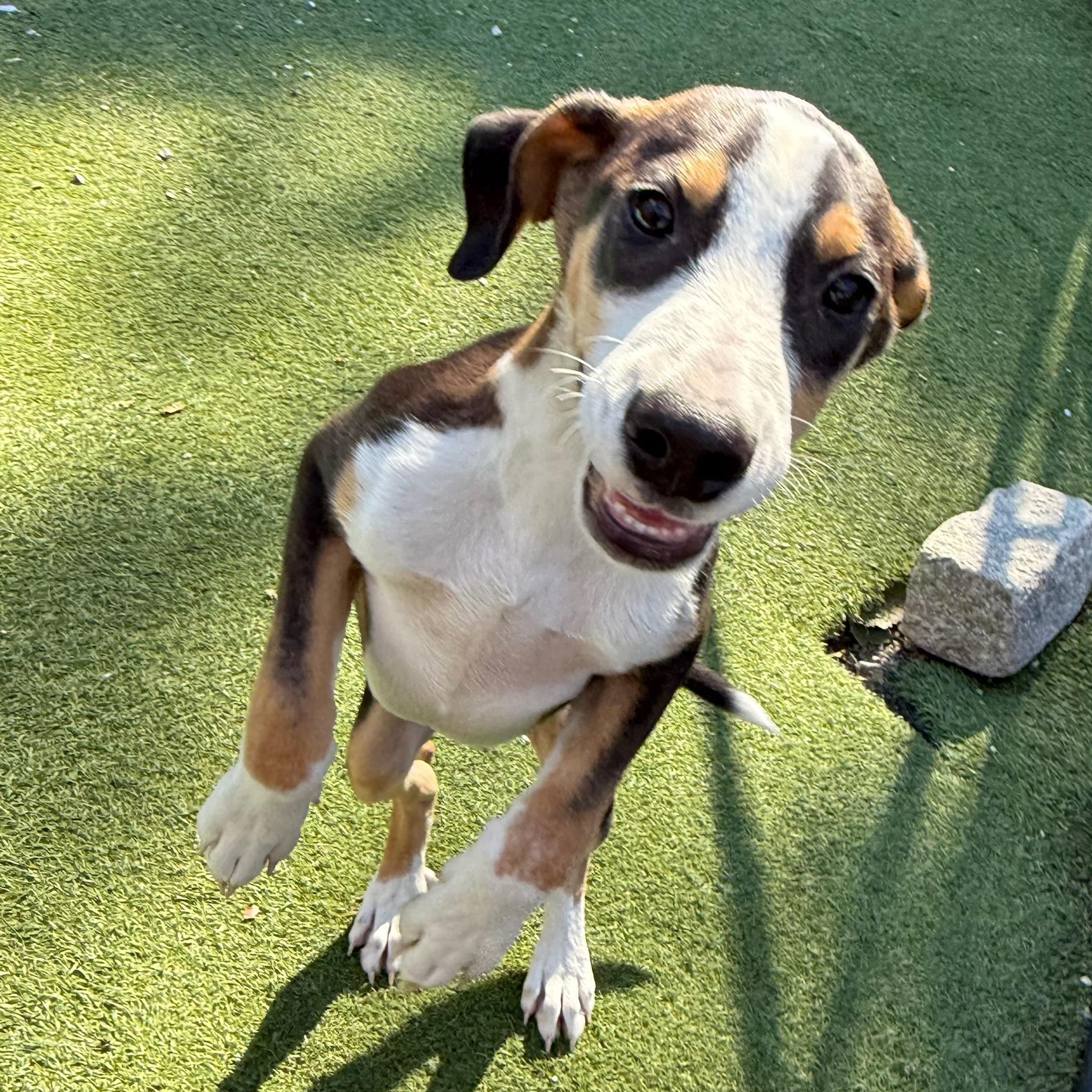 Enlarge Spirit, a Adoptable mixed breed in Groton, CT image 3/5