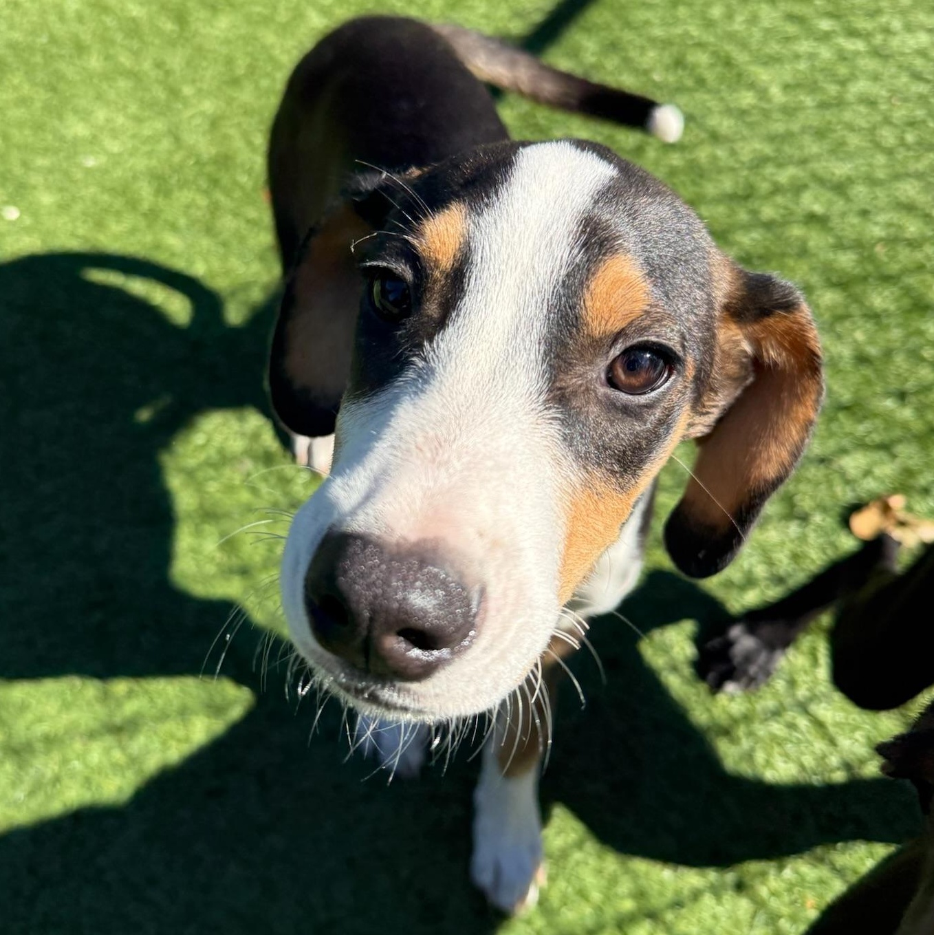 Spirit, Adoptable, Puppy Female Labrador Retriever.