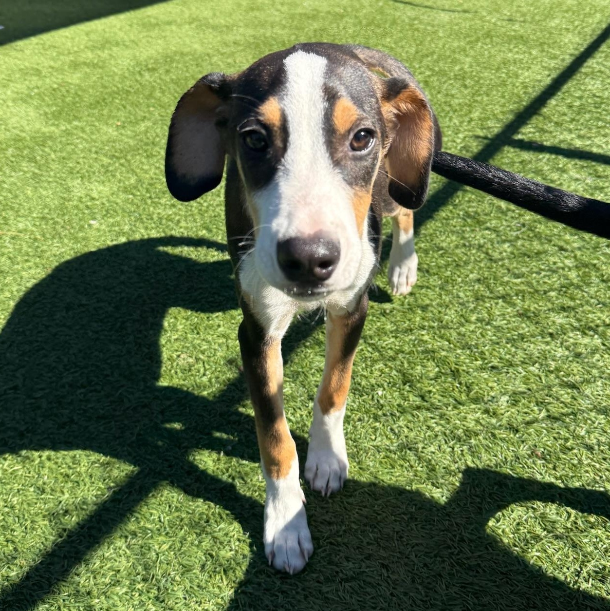 Enlarge Spirit, a Adoptable mixed breed in Groton, CT image 4/5