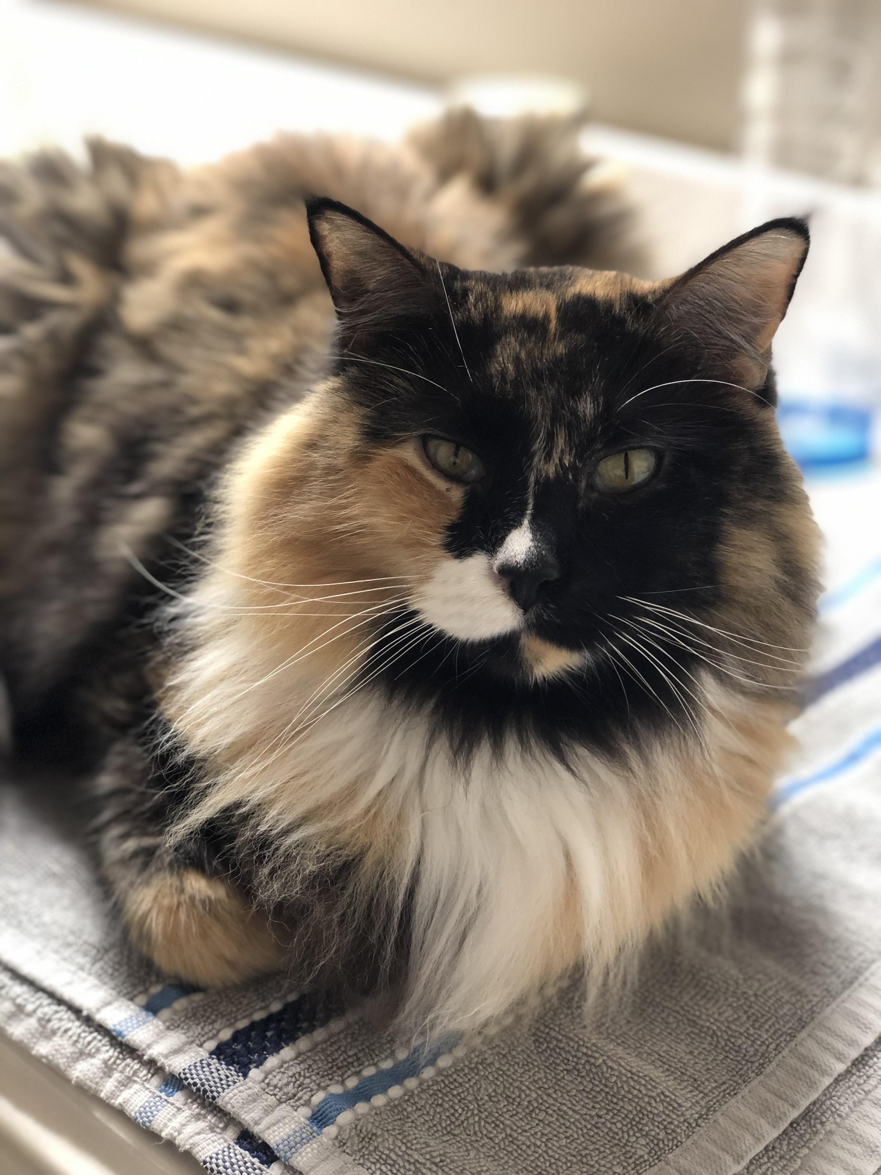 Enlarge Gretchen, a Adoptable Domestic Long Hair in Colorado Springs, CO image 2/3