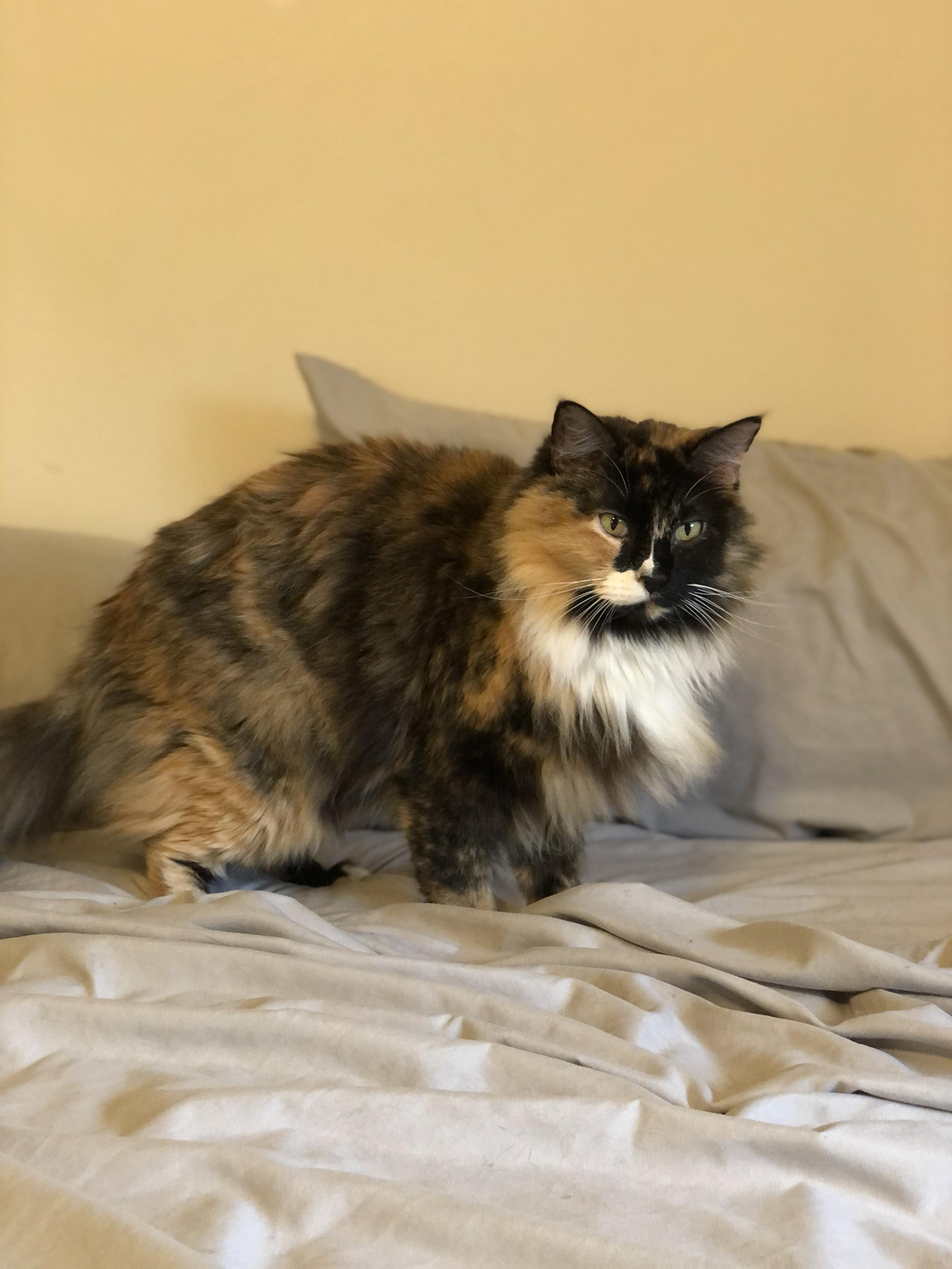 Enlarge Gretchen, a Adoptable Domestic Long Hair in Colorado Springs, CO image 1/3