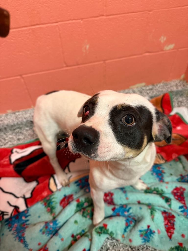 Champ, Adoptable, Young Male Chihuahua & Terrier.