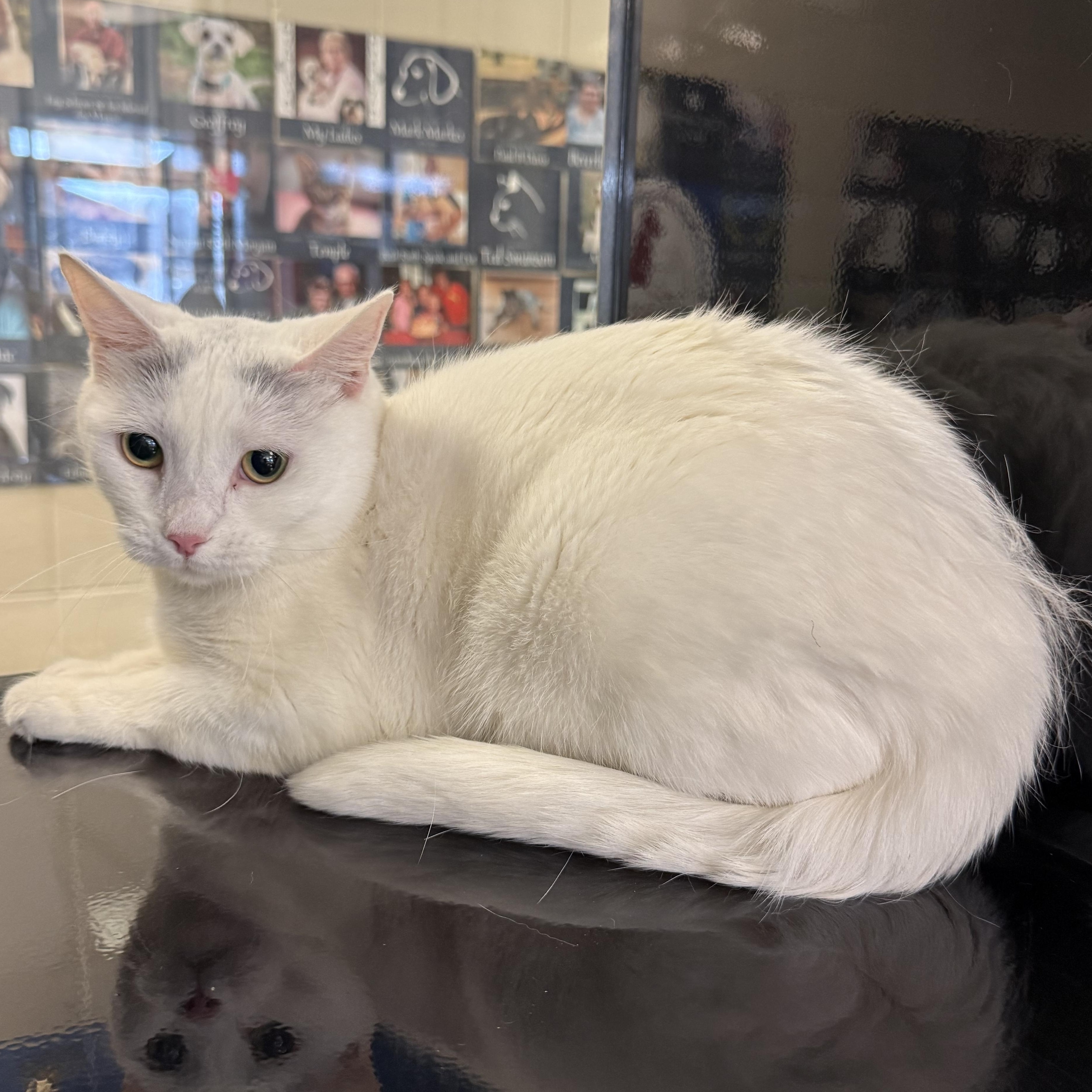 Maya , ADOPTABLE, Adult Female Domestic Short Hair.