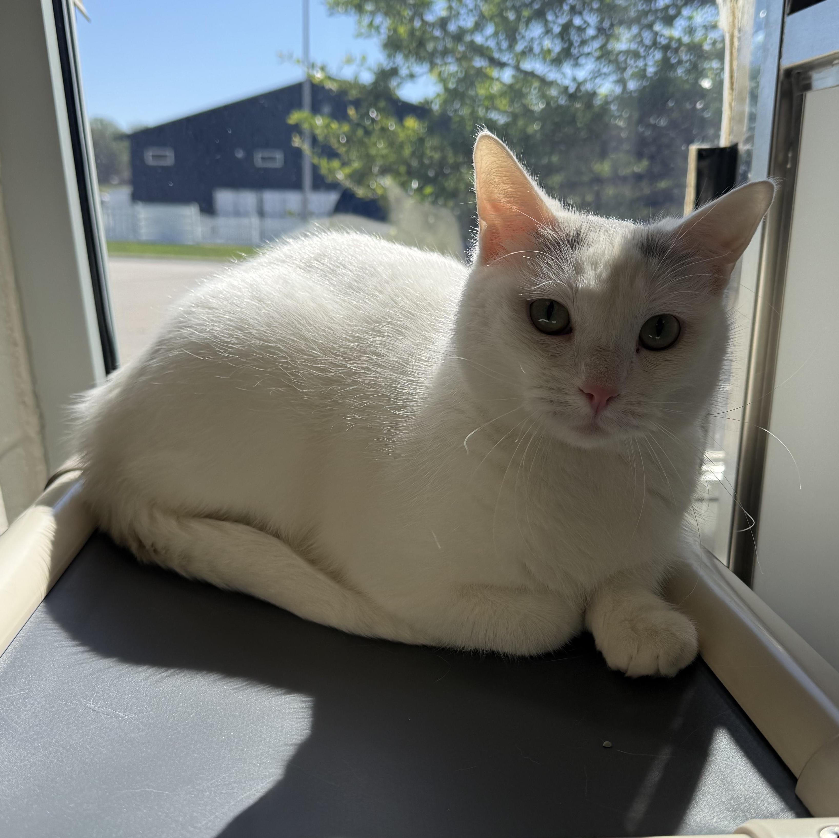 Enlarge Maya , a ADOPTABLE Domestic Short Hair in Kearney, NE image 1/1