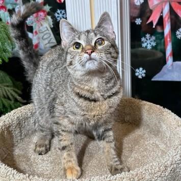 Enlarge FANTASTIC FRANGELICO - BENGAL BEAUTY!, a Adoptable mixed breed in Danbury, CT image 2/6