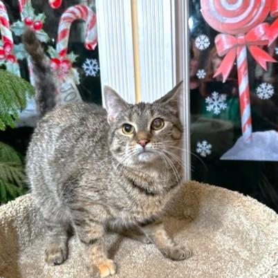 Enlarge FANTASTIC FRANGELICO - BENGAL BEAUTY!, a Adoptable mixed breed in Danbury, CT image 4/6