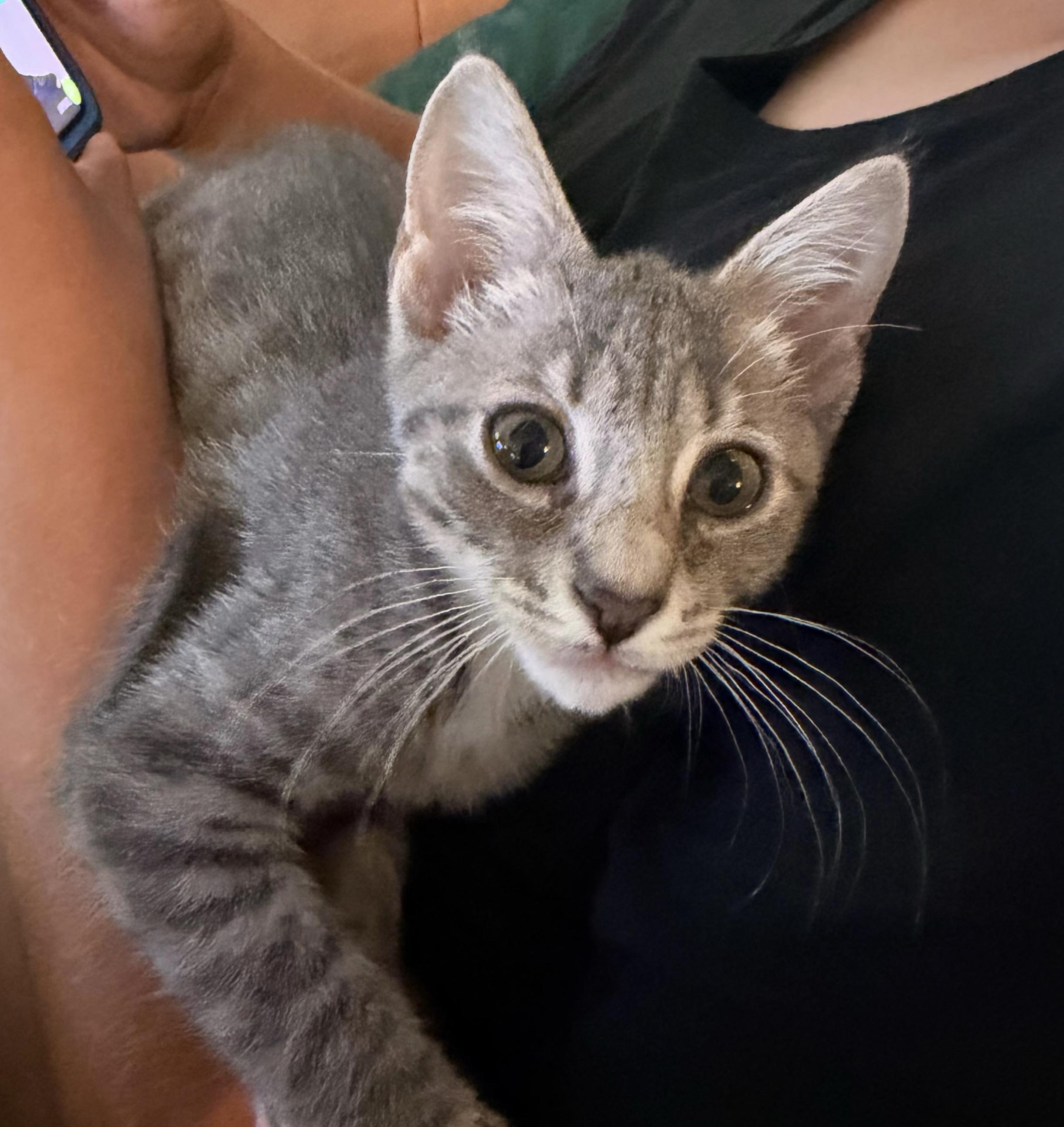 Enlarge Anthony, an adopted Domestic Short Hair in Breinigsville, PA image 1/1