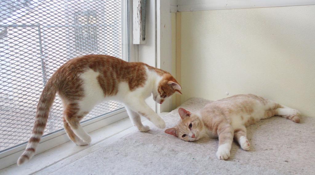 Tater, Adoptable, Young Male Domestic Short Hair.