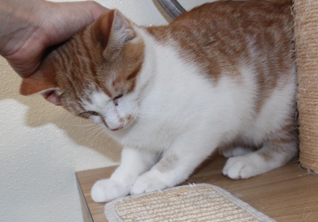 Tater, Adoptable, Young Male Domestic Short Hair.