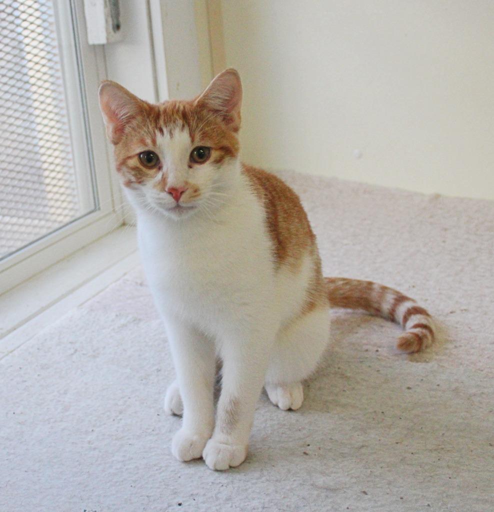 Enlarge Tater, a Adoptable mixed breed in Saint James, MN image 3/3