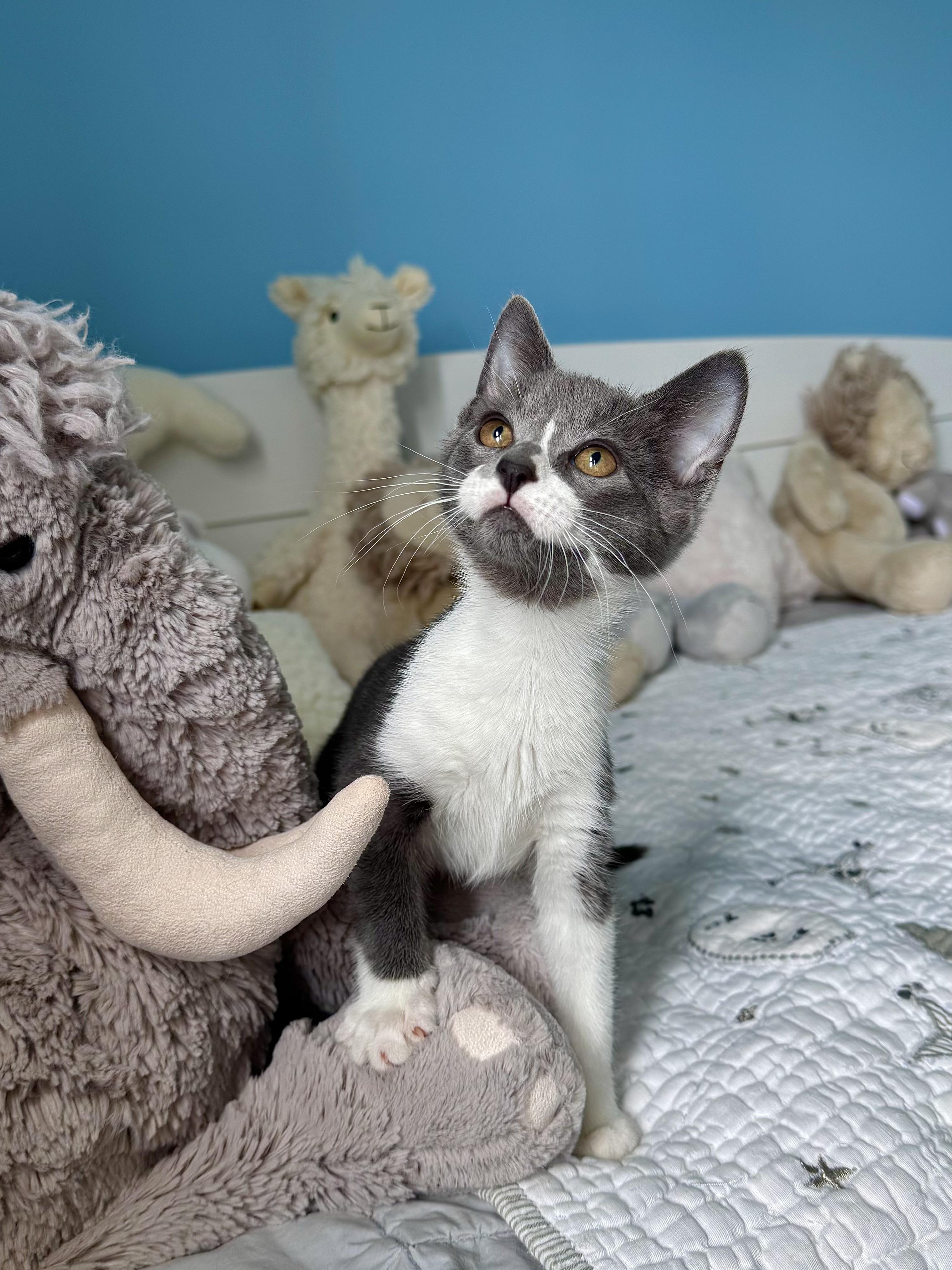 Bay, ADOPTABLE, Kitten Female Domestic Short Hair.