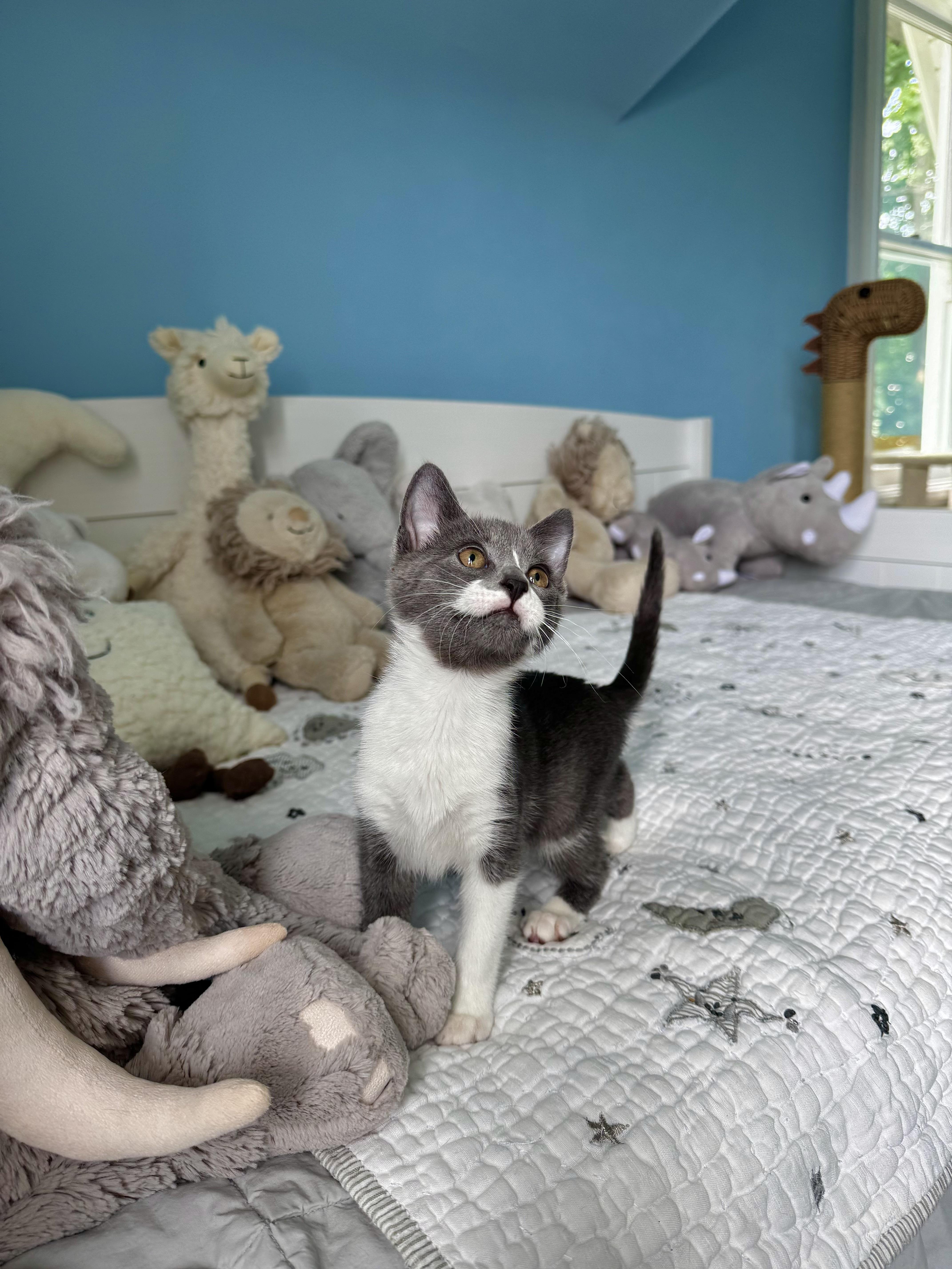 Enlarge Bay, a ADOPTABLE Domestic Short Hair in Ramsey, NJ image 5/6
