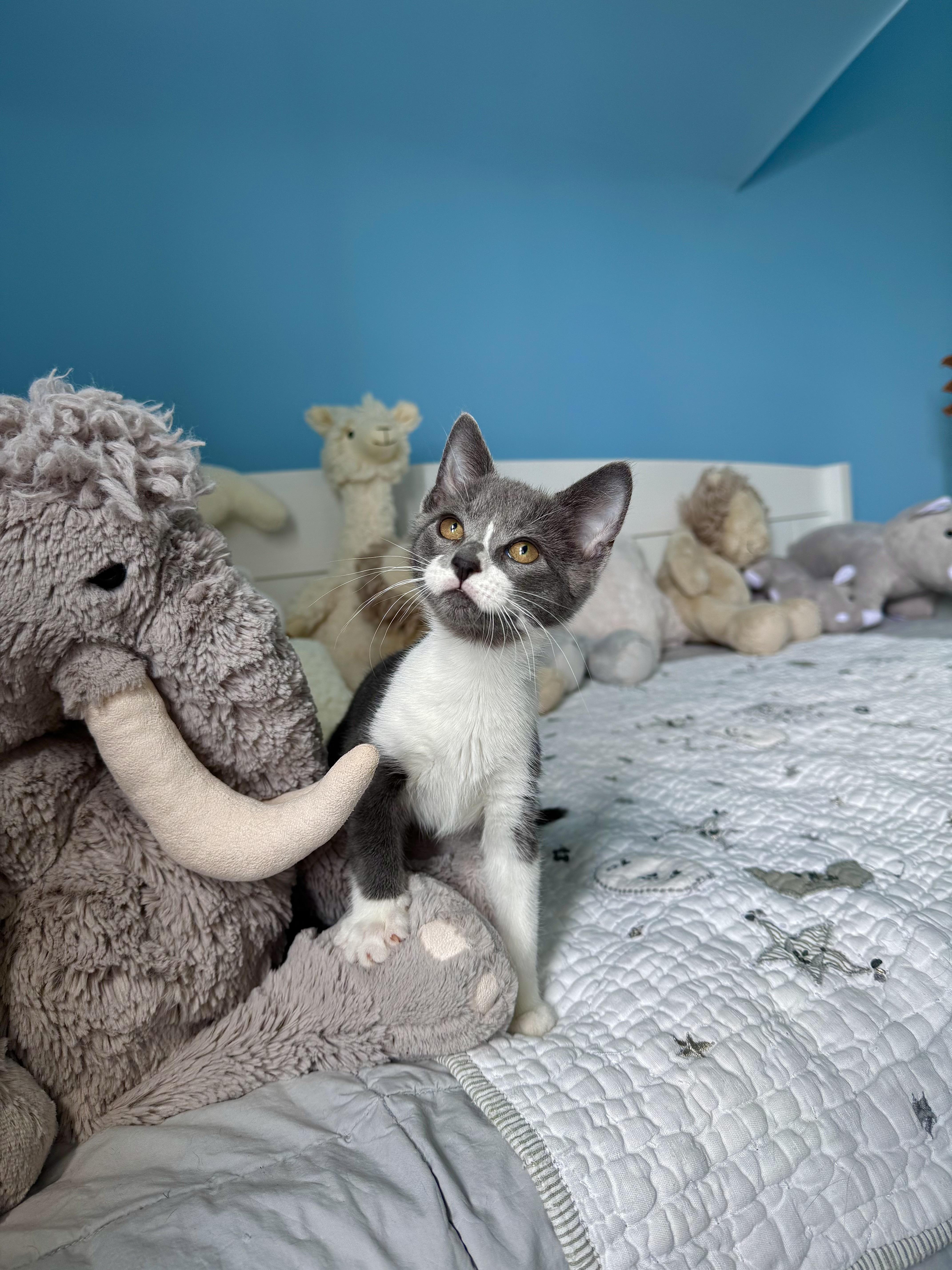 Enlarge Bay, a ADOPTABLE Domestic Short Hair in Ramsey, NJ image 6/6