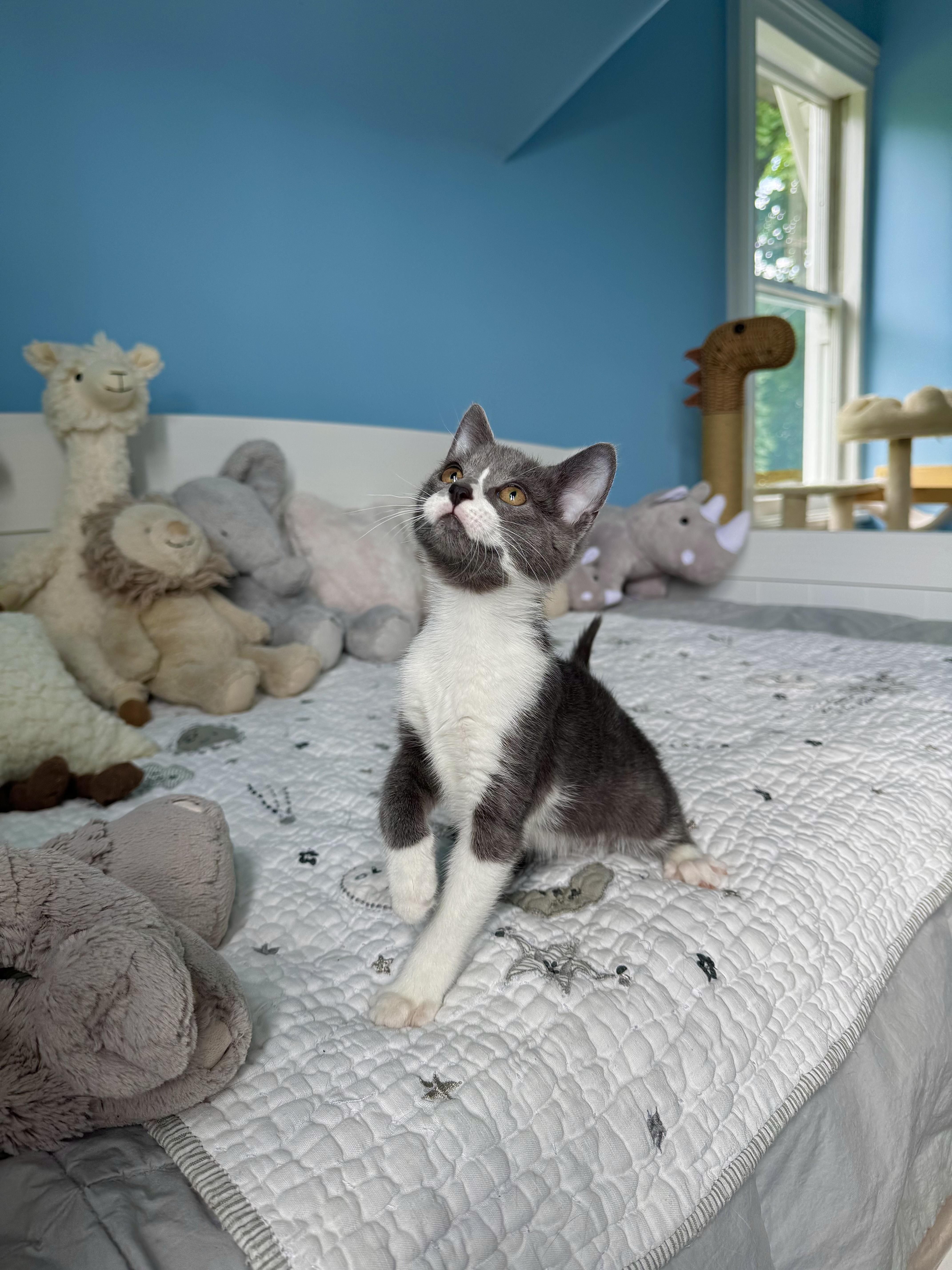 Enlarge Bay, a ADOPTABLE Domestic Short Hair in Ramsey, NJ image 3/6
