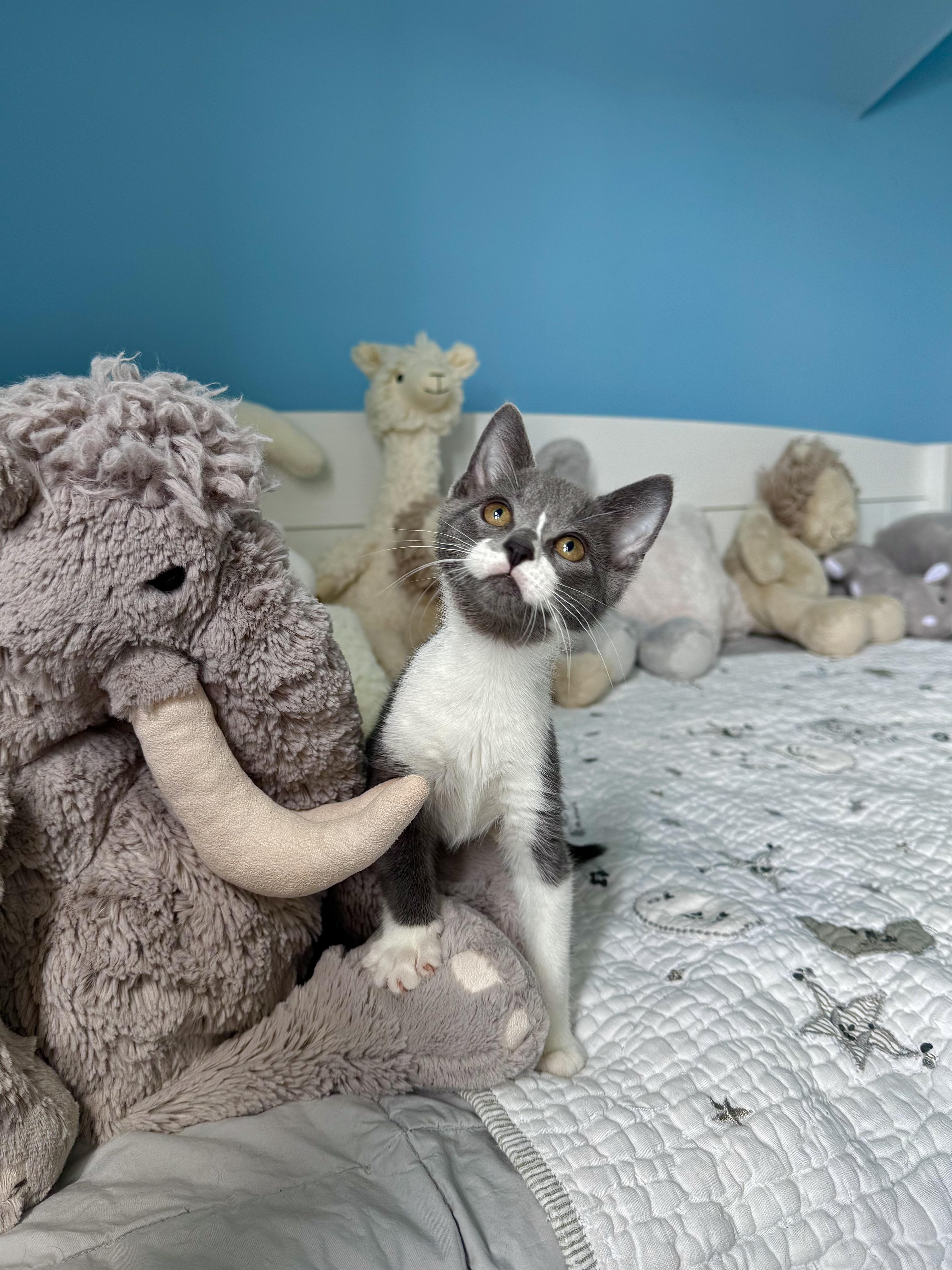 Enlarge Bay, a ADOPTABLE Domestic Short Hair in Ramsey, NJ image 2/6