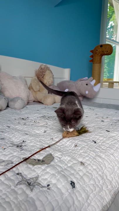 Enlarge Bay, a ADOPTABLE Domestic Short Hair in Ramsey, NJ video 4/6