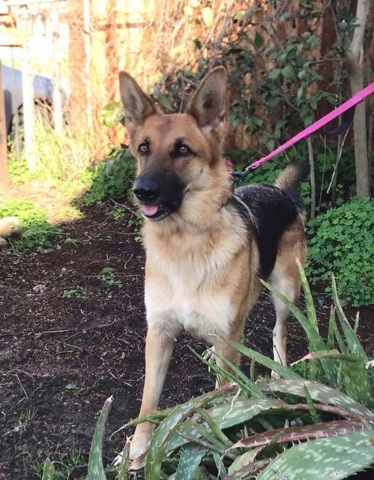 Hazelnut, a Adoptable German Shepherd Dog in Pleasant Grove, CA image 1/5