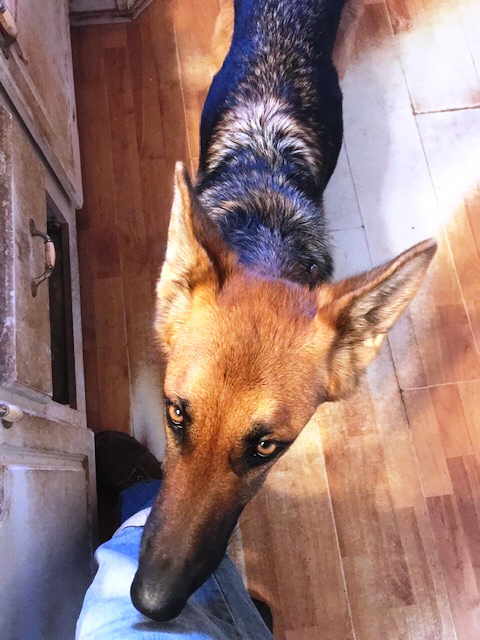 Hazelnut, a Adoptable German Shepherd Dog in Pleasant Grove, CA image 2/5