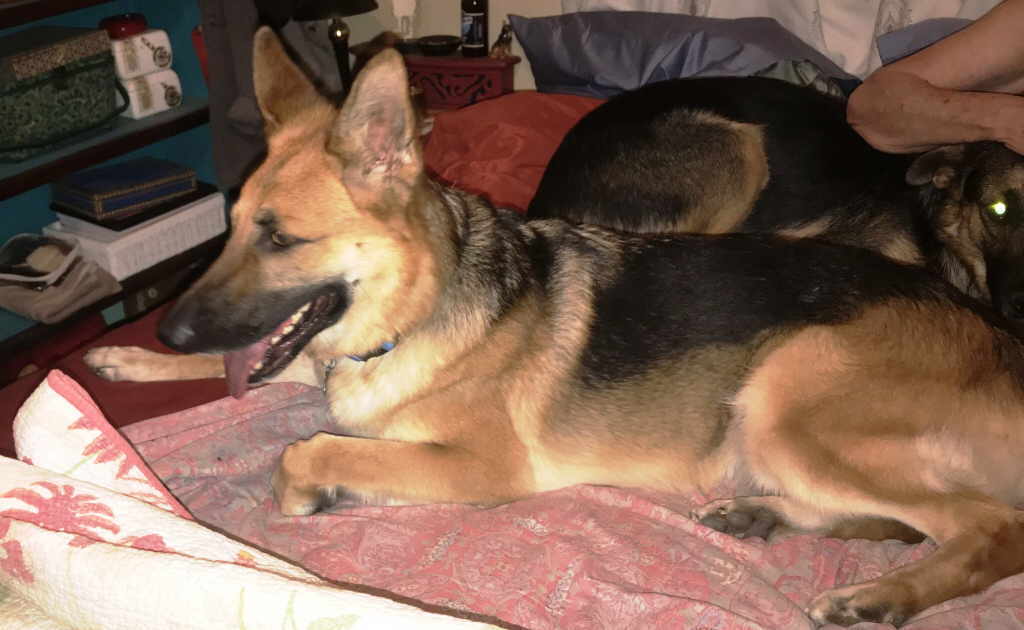 Hazelnut, a Adoptable German Shepherd Dog in Pleasant Grove, CA image 3/5