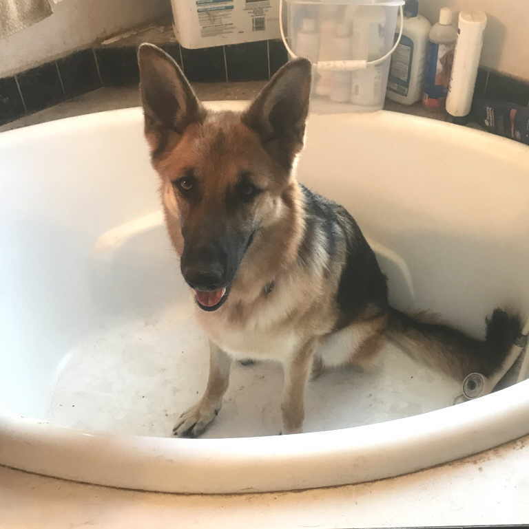 Hazelnut, a Adoptable German Shepherd Dog in Pleasant Grove, CA image 4/5