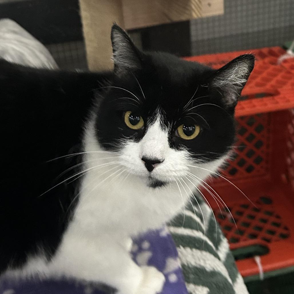 Moo, Adoptable, Adult Male Domestic Short Hair.