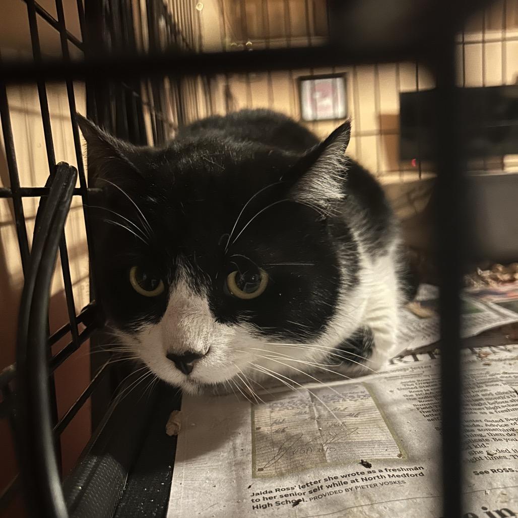 Enlarge Moo, a Adoptable Domestic Short Hair in Veneta, OR image 1/1