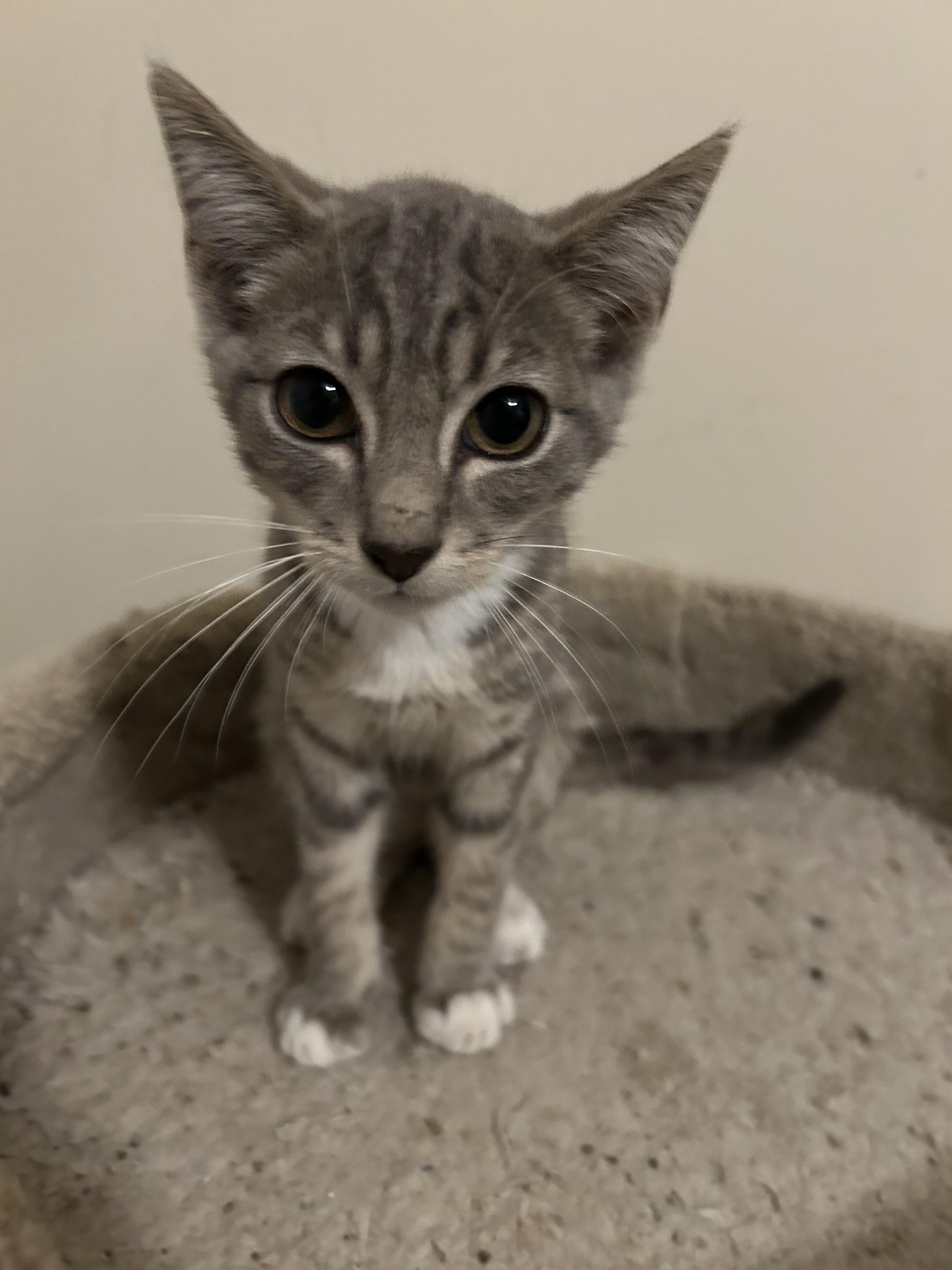 Silver, a Adoptable Domestic Short Hair in Winder, GA image 1/5