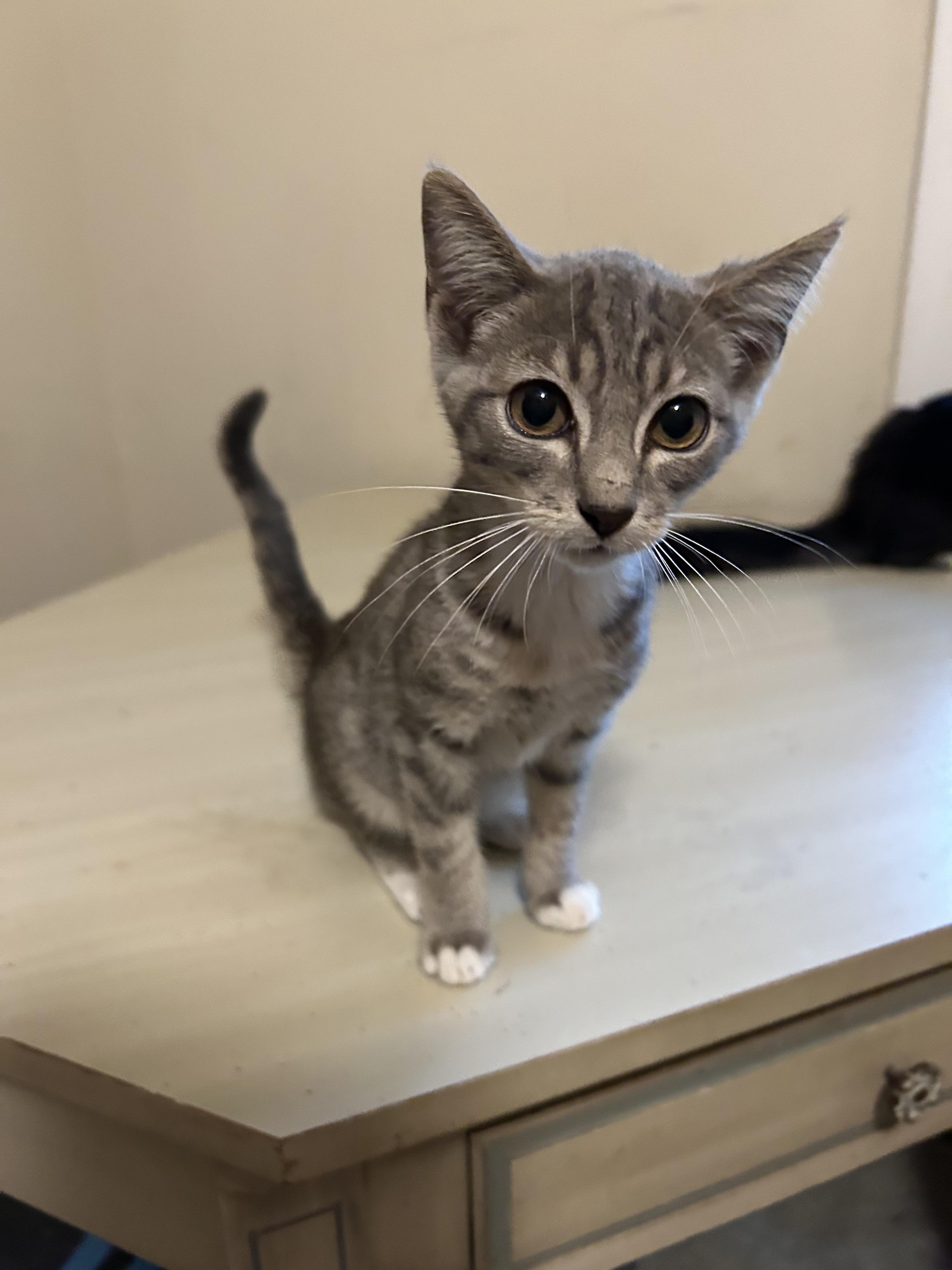 Silver, a Adoptable Domestic Short Hair in Winder, GA image 2/5