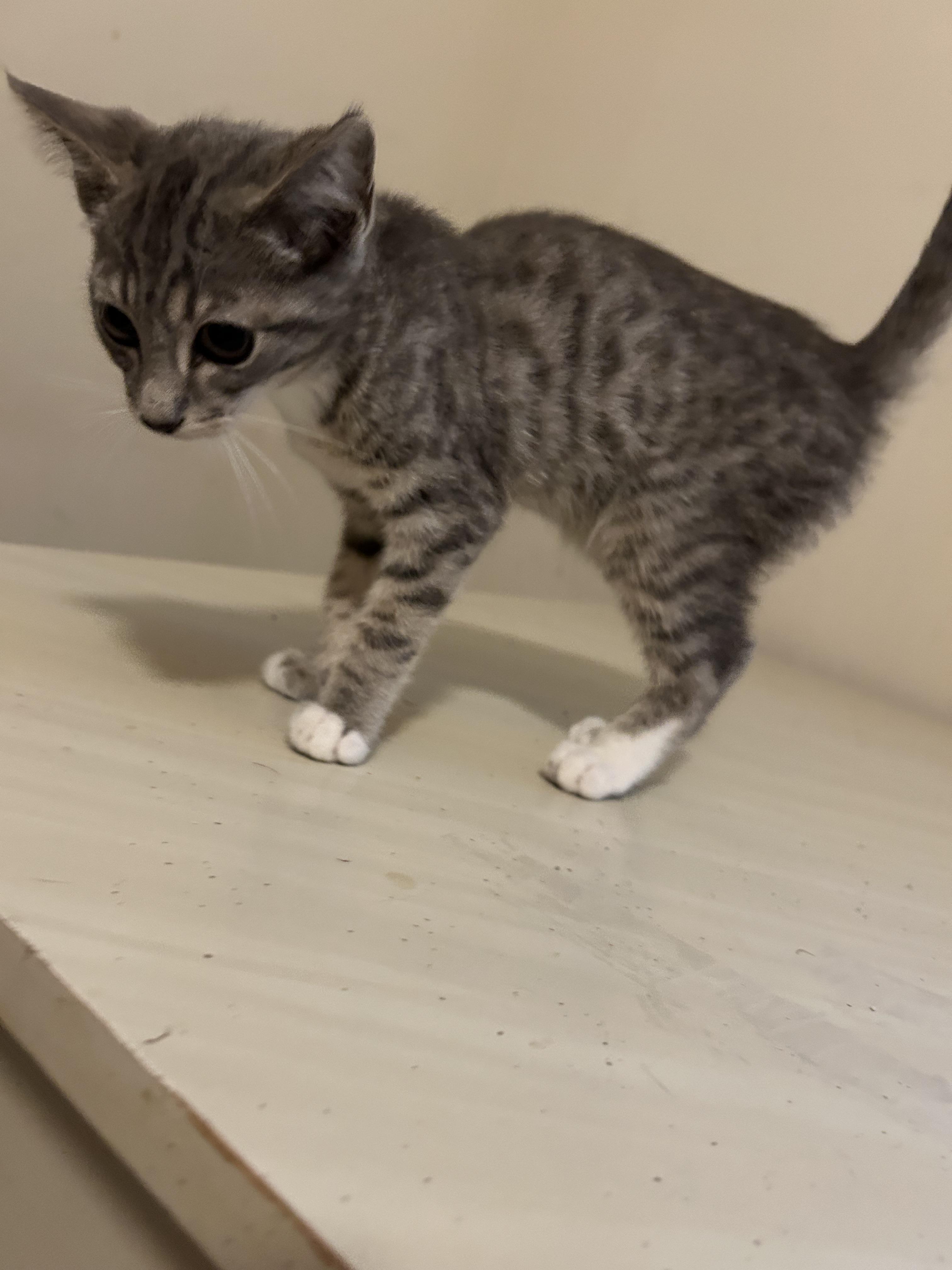 Silver, a Adoptable Domestic Short Hair in Winder, GA image 3/5