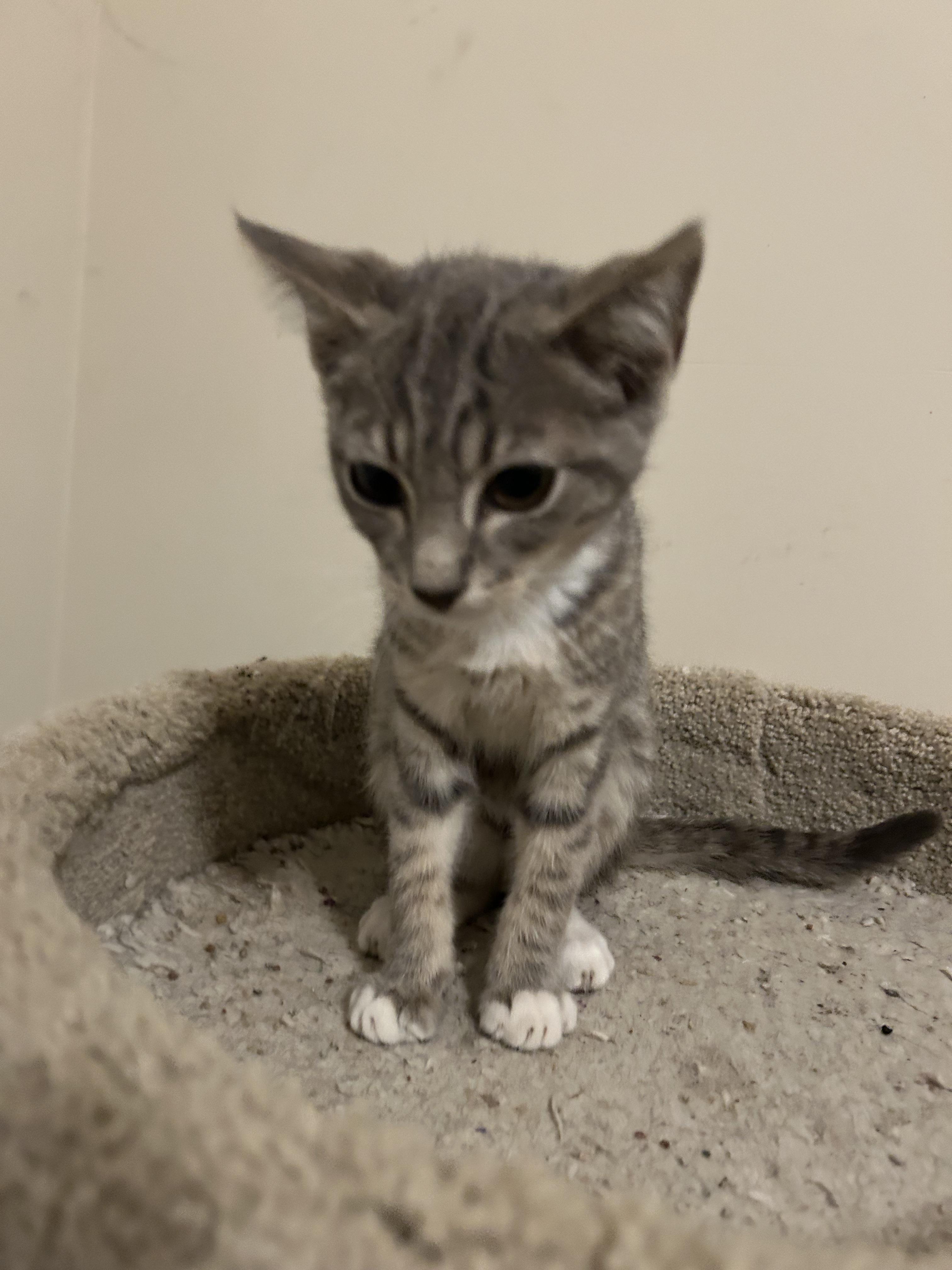 Silver, a Adoptable Domestic Short Hair in Winder, GA image 4/5