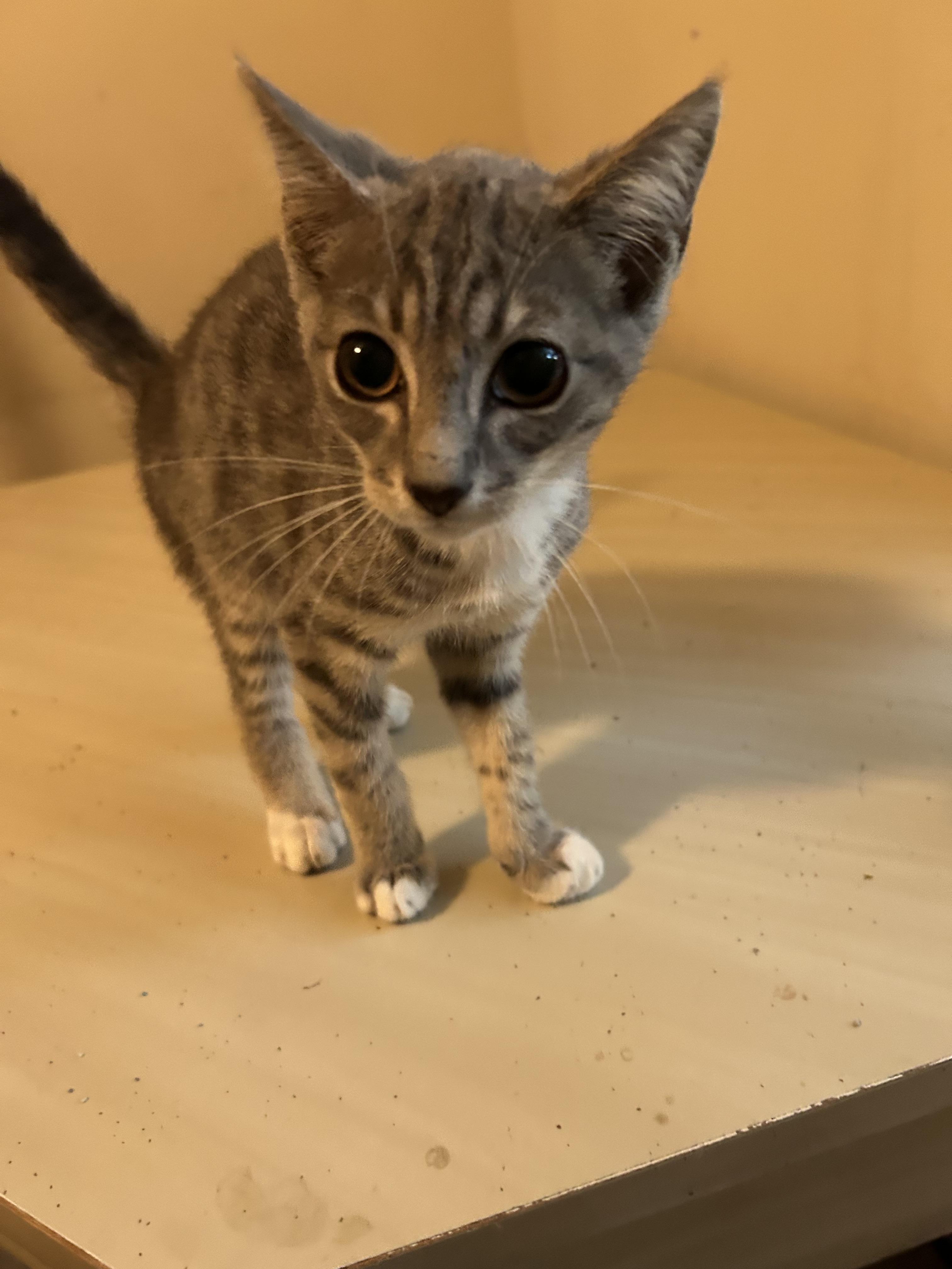 Silver, a Adoptable Domestic Short Hair in Winder, GA image 5/5