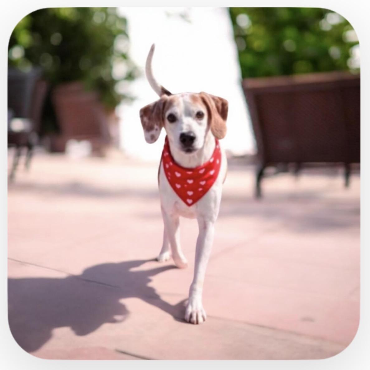 Canoe, Adoptable, Adult Male Mixed Breed & Beagle.