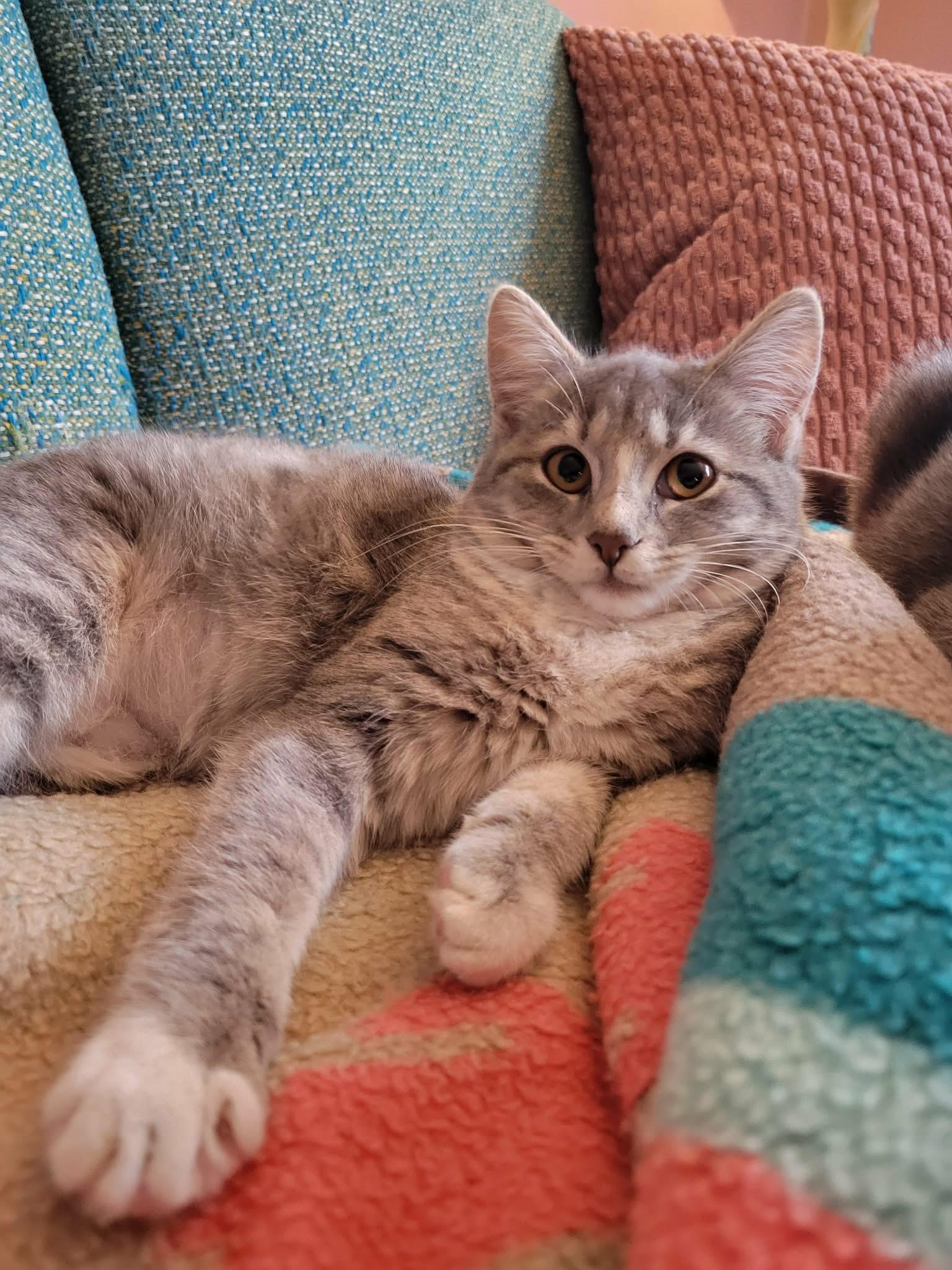 Enlarge Too Chubz, a Adoptable Domestic Short Hair in Plainfield, IL image 1/2