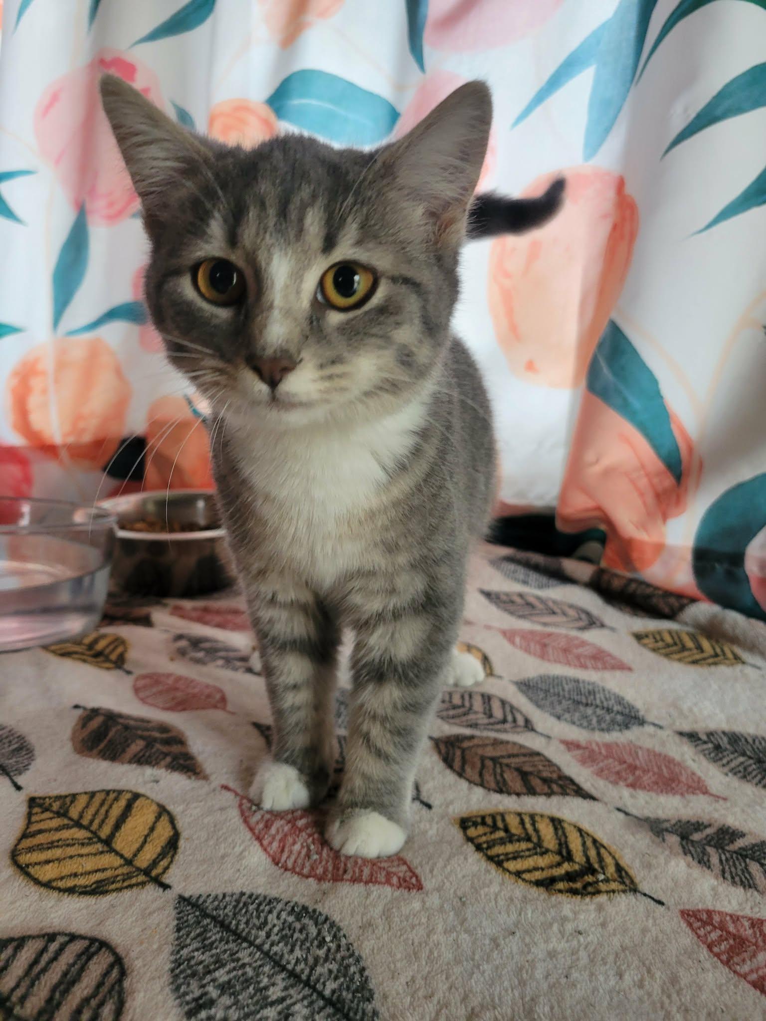 Enlarge Too Chubz, a Adoptable Domestic Short Hair in Plainfield, IL image 2/2