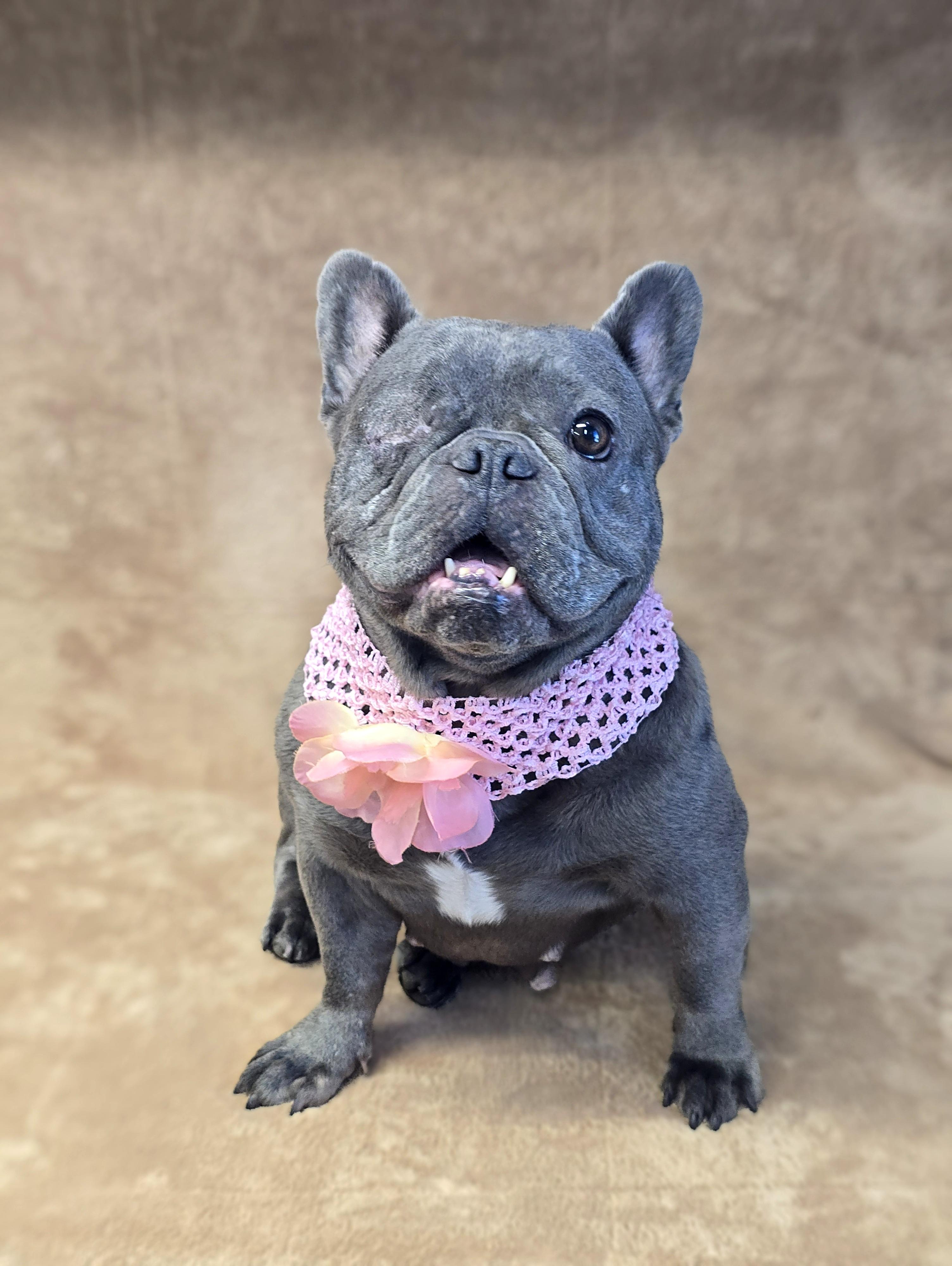 Enlarge Deairee, a Adoptable French Bulldog in San Pedro, CA image 2/5