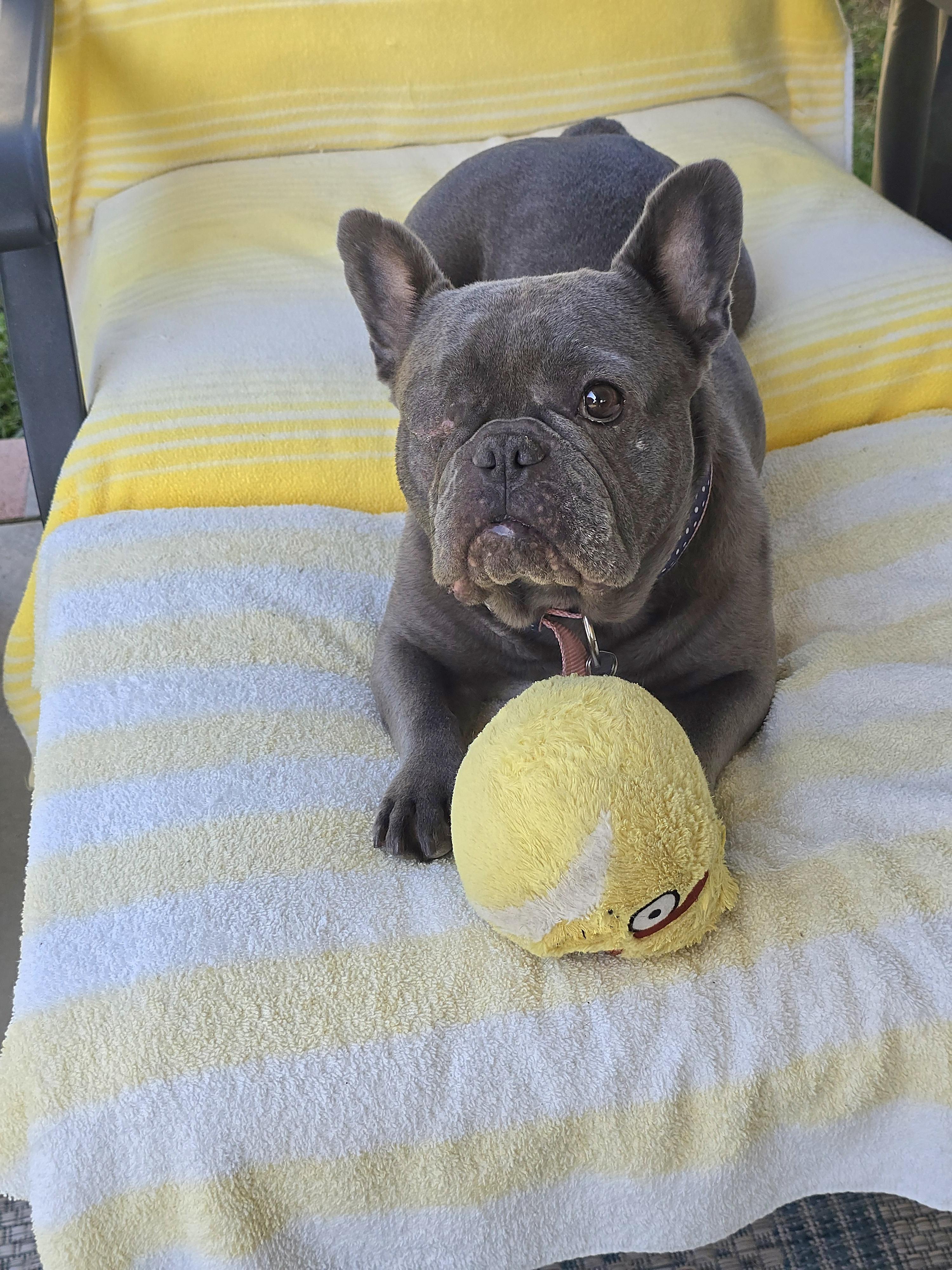 Enlarge Deairee, a Adoptable French Bulldog in San Pedro, CA image 5/5