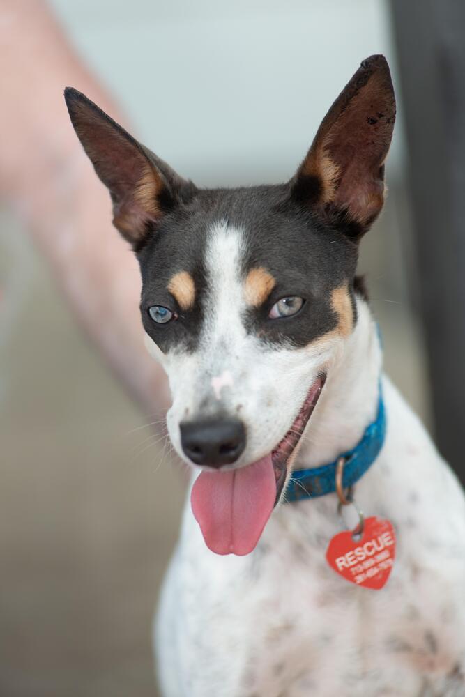 Macaroni, a Adoptable mixed breed in Richmond, TX image 1/6