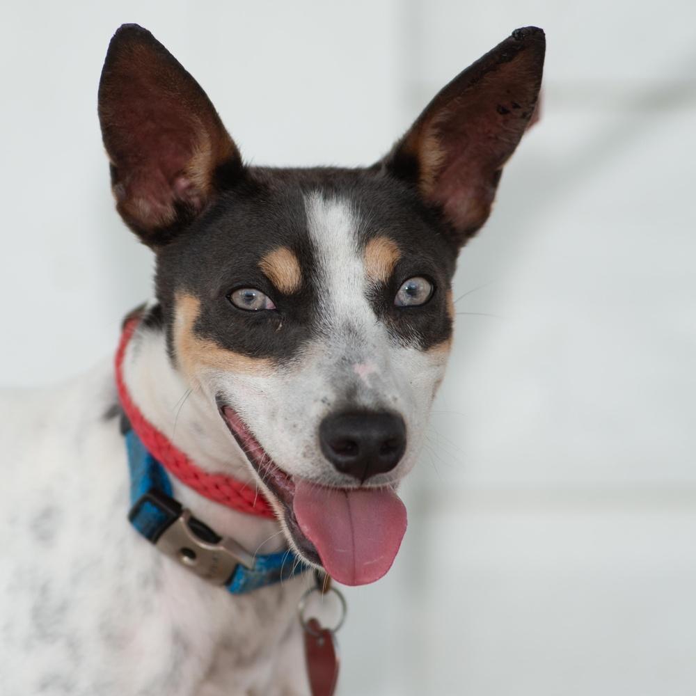 Macaroni, a Adoptable mixed breed in Richmond, TX image 2/6