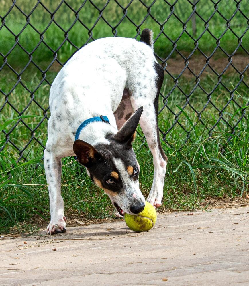Macaroni, a Adoptable mixed breed in Richmond, TX image 3/6