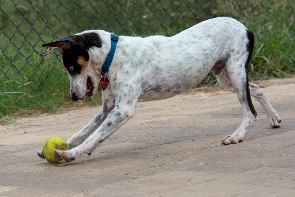 Macaroni, a Adoptable mixed breed in Richmond, TX image 4/6