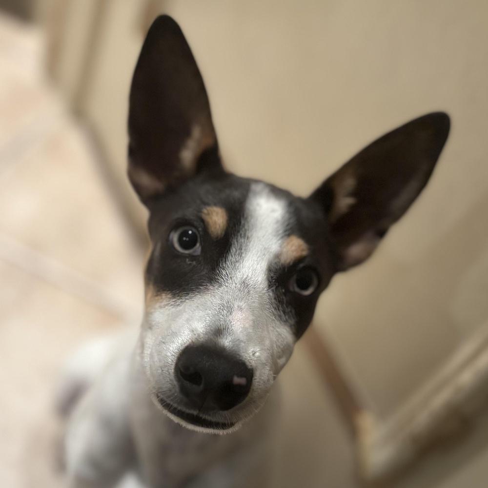 Macaroni, a Adoptable mixed breed in Richmond, TX image 6/6