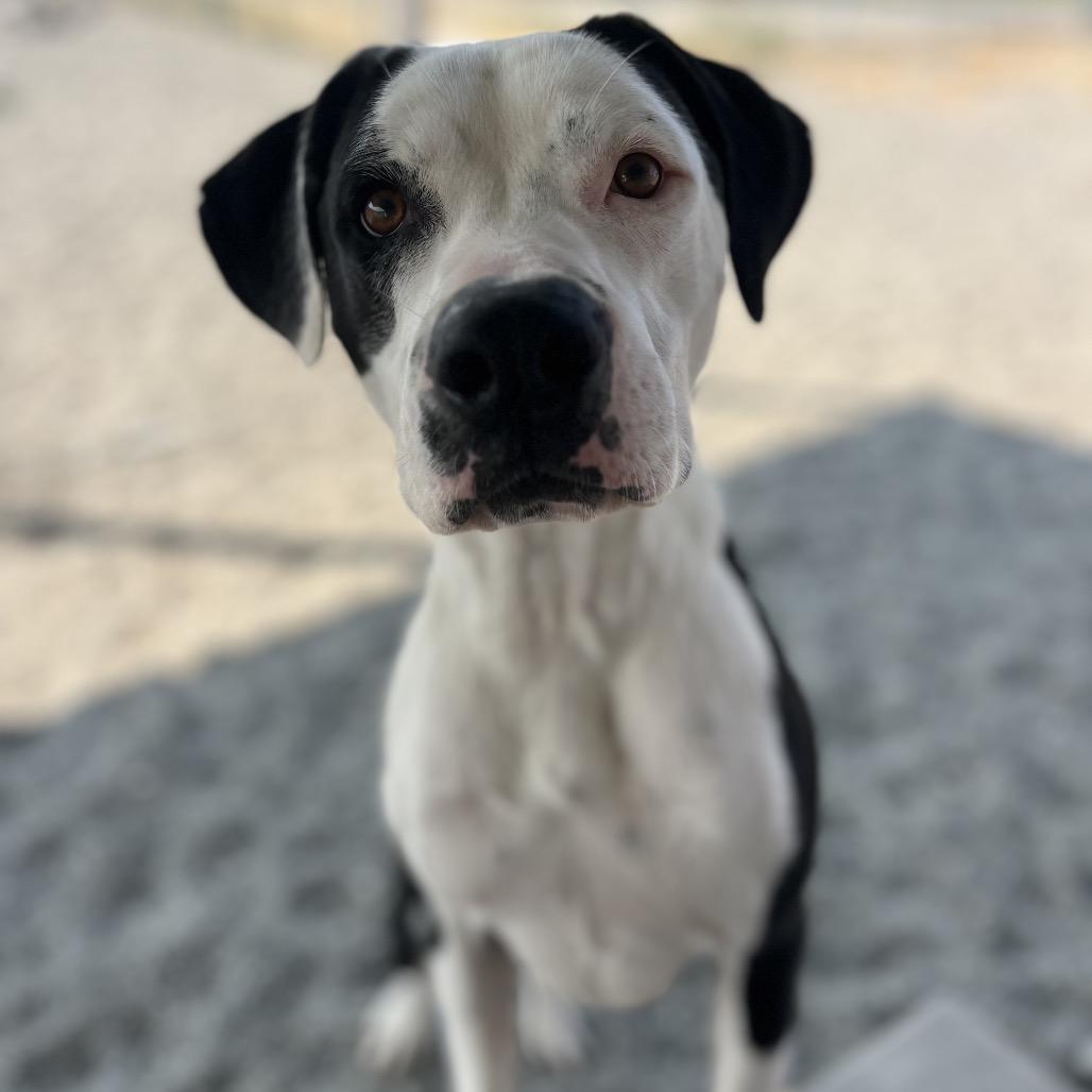 Enlarge Kakuna, a Adoptable Mixed Breed in Spokane, WA image 1/6