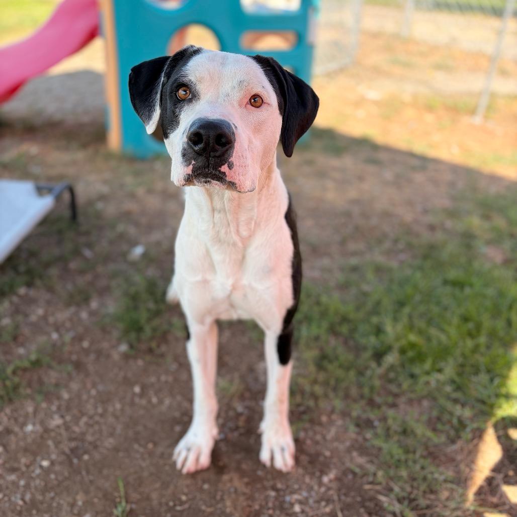 Enlarge Kakuna, a Adoptable Mixed Breed in Spokane, WA image 2/6