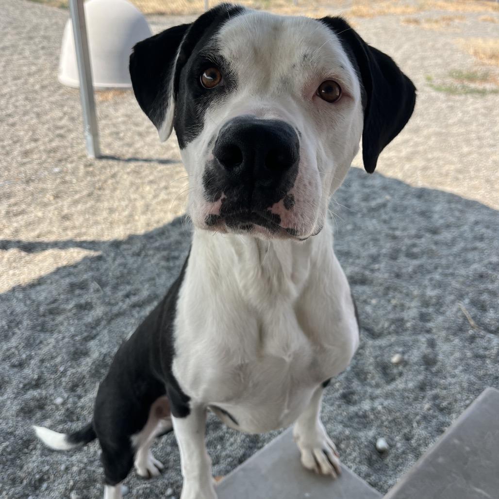 Enlarge Kakuna, a Adoptable Mixed Breed in Spokane, WA image 3/6