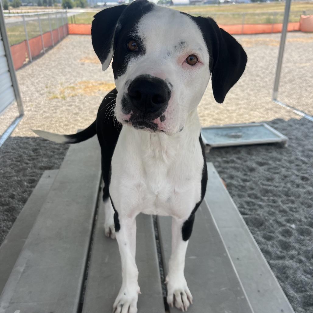 Enlarge Kakuna, a Adoptable Mixed Breed in Spokane, WA image 4/6