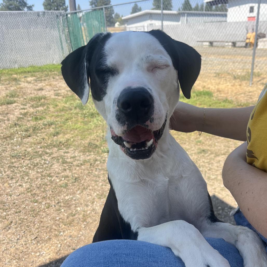 Enlarge Kakuna, a Adoptable Mixed Breed in Spokane, WA image 5/6