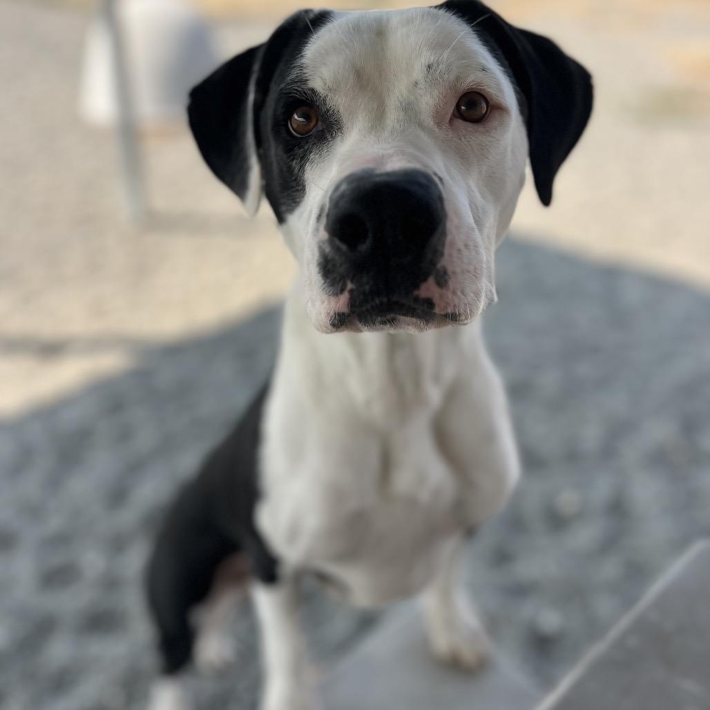 Enlarge Kakuna, a Adoptable Mixed Breed in Spokane, WA image 6/6