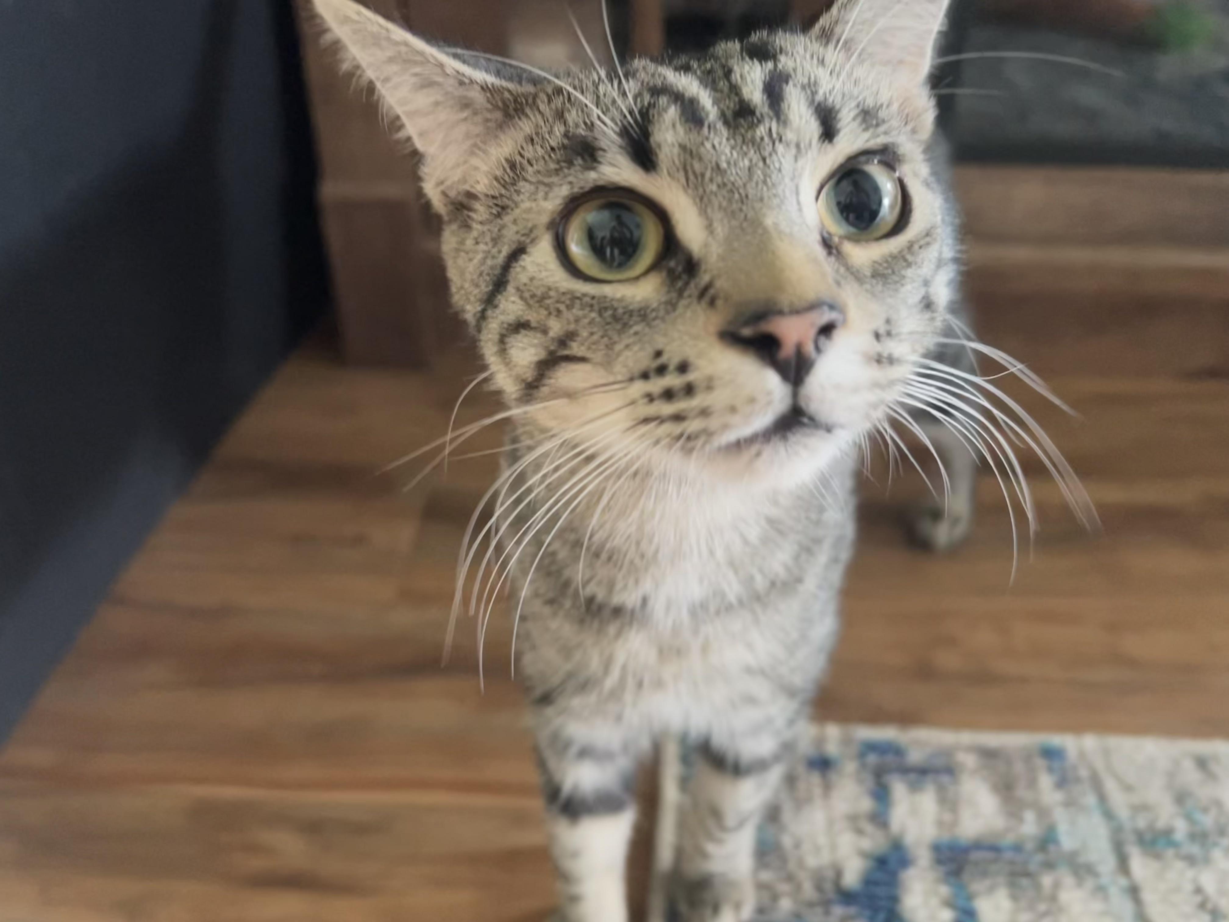 Artie (high-energy and very friendly), ADOPTABLE, Young Male Tabby & Tiger.