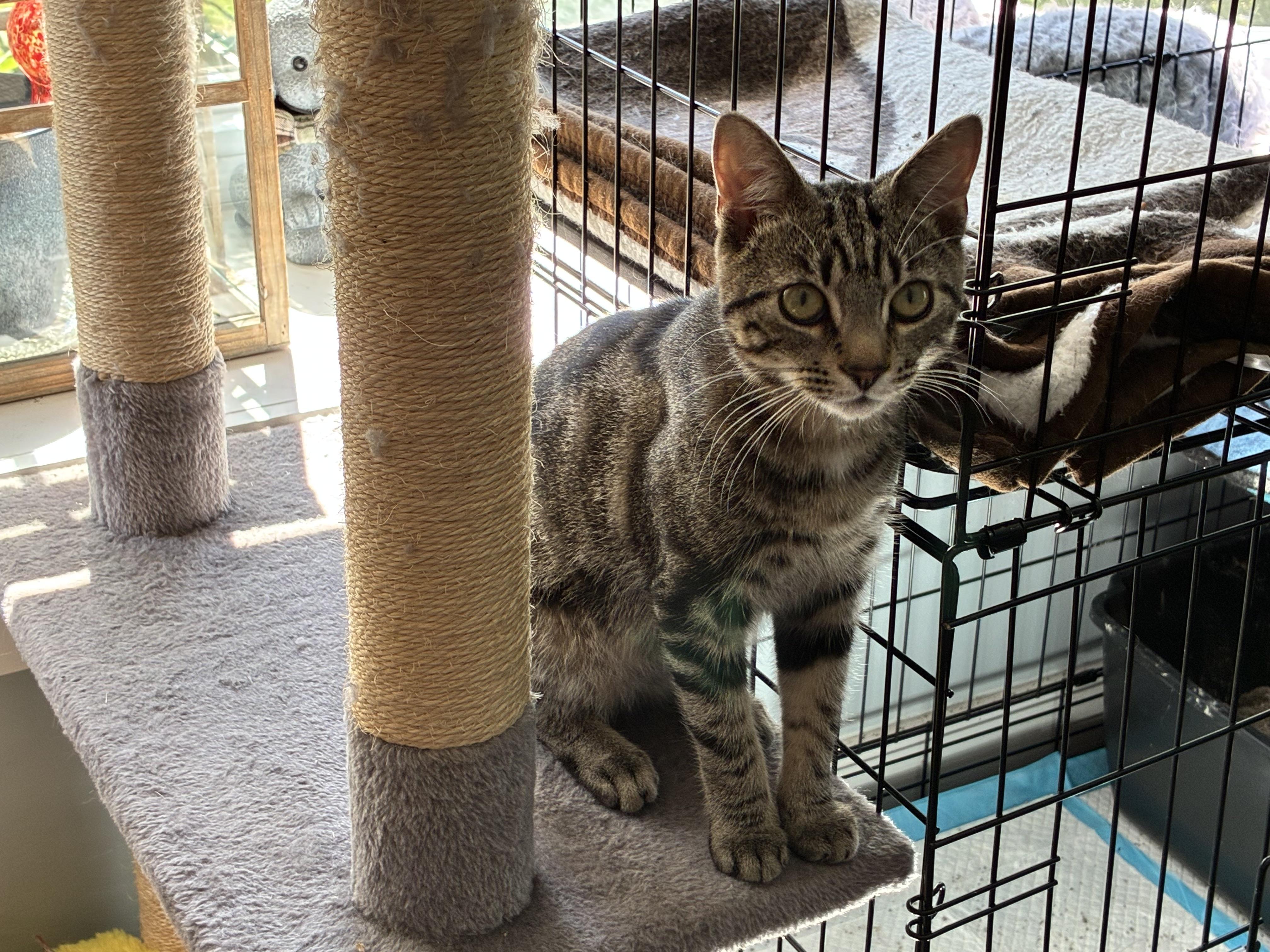 Artie (high-energy and very friendly), a ADOPTABLE mixed breed in Thomaston, CT image 2/3